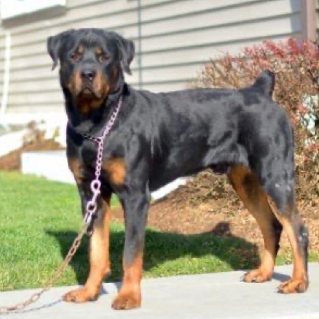 Alpha Hip Cert❤️🐾Rottweiler Puppies❤️Text or Call 717-837-3023 breeder image 4