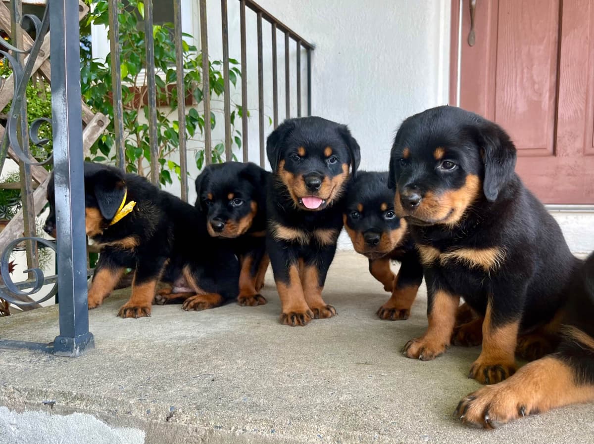Alpha Hip Cert❤️🐾Rottweiler Puppies❤️Text or Call 717-837-3023 breeder image 5