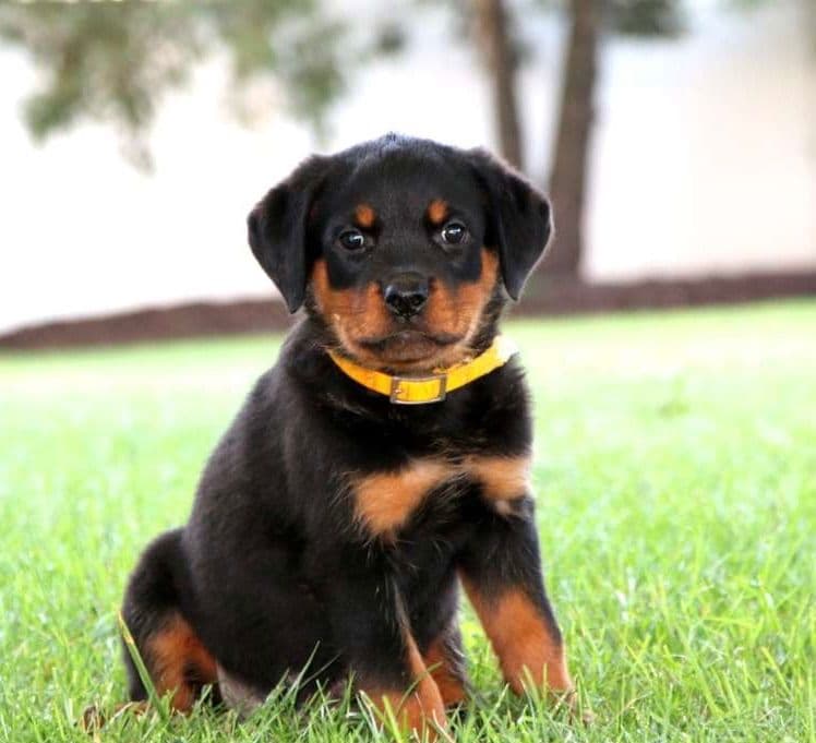 Alpha Hip Cert❤️🐾Rottweiler Puppies❤️Text or Call 717-837-3023 breeder image 6