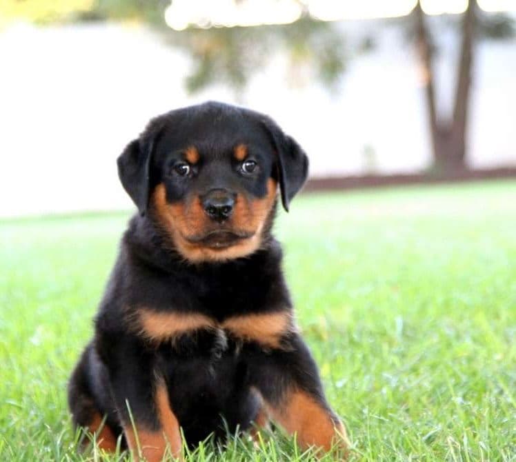 Alpha Hip Cert❤️🐾Rottweiler Puppies❤️Text or Call 717-837-3023 breeder image 8