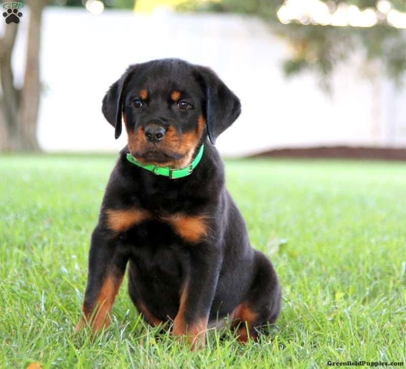 Alpha Hip Cert❤️🐾Rottweiler Puppies❤️Text or Call 717-837-3023 breeder image 7