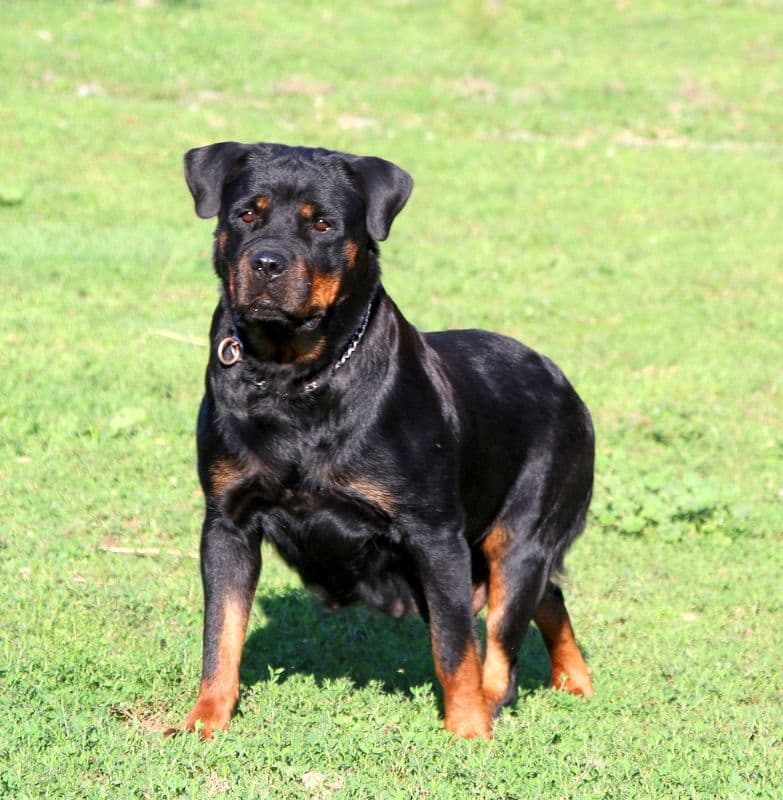 Alpha Hip Cert❤️🐾Rottweiler Puppies❤️Text or Call 717-837-3023 breeder image 9