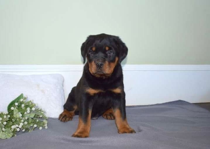 Alpha Hip Cert❤️🐾Rottweiler Puppies❤️Text or Call 717-837-3023 breeder image 12