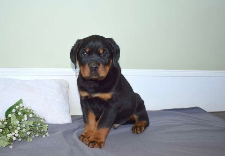 Alpha Hip Cert❤️🐾Rottweiler Puppies❤️Text or Call 717-837-3023 breeder image 10