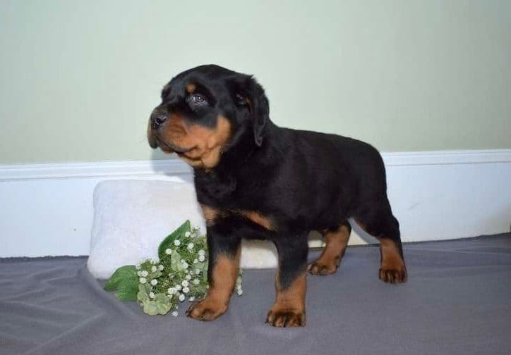 Alpha Hip Cert❤️🐾Rottweiler Puppies❤️Text or Call 717-837-3023 breeder image 11