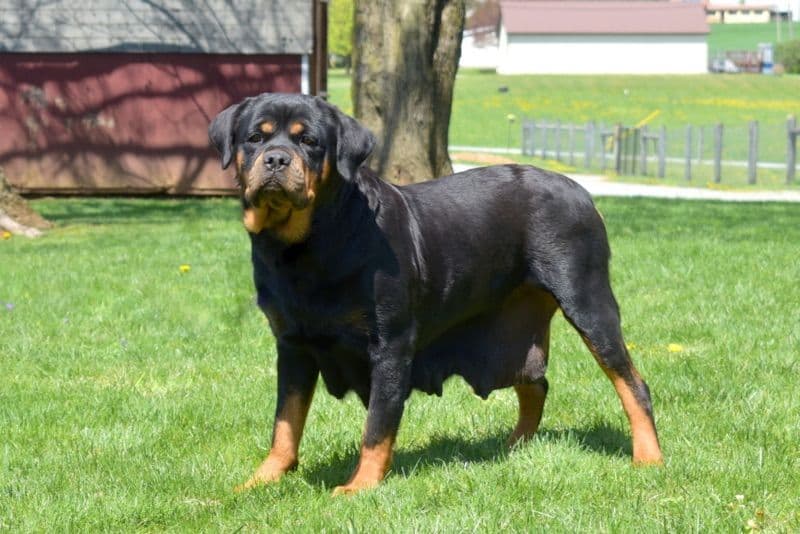 Alpha Hip Cert❤️🐾Rottweiler Puppies❤️Text or Call 717-837-3023 breeder image 13