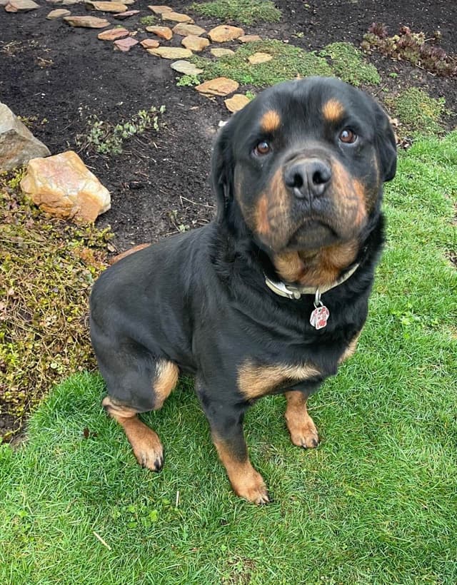 Alpha Hip Cert❤️🐾Rottweiler Puppies❤️Text or Call 717-837-3023 media 2