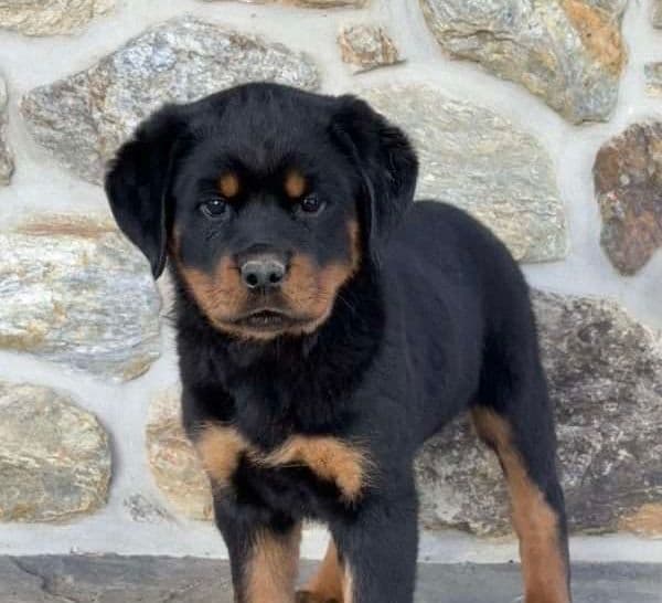 Alpha Hip Cert❤️🐾Rottweiler Puppies❤️Text or Call 717-837-3023 media 4