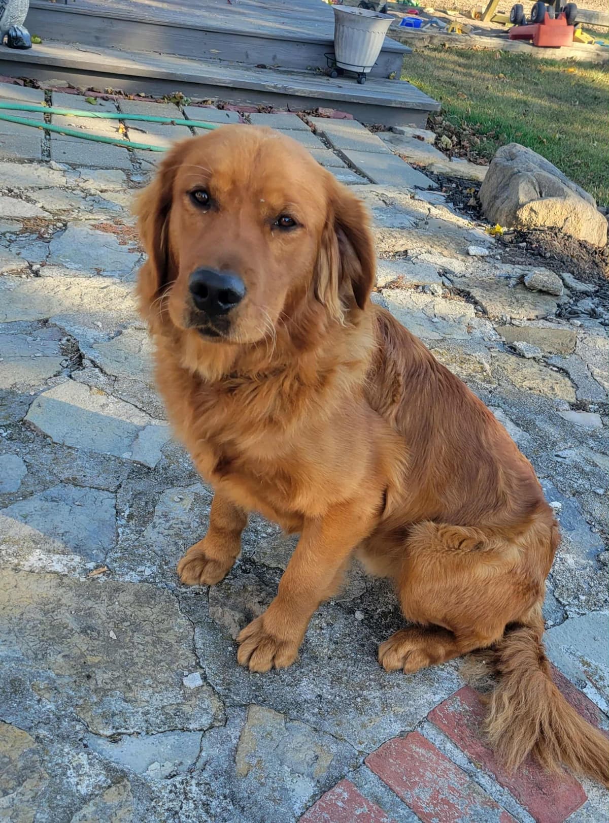 Golden Retriever Puppies breeder image 1