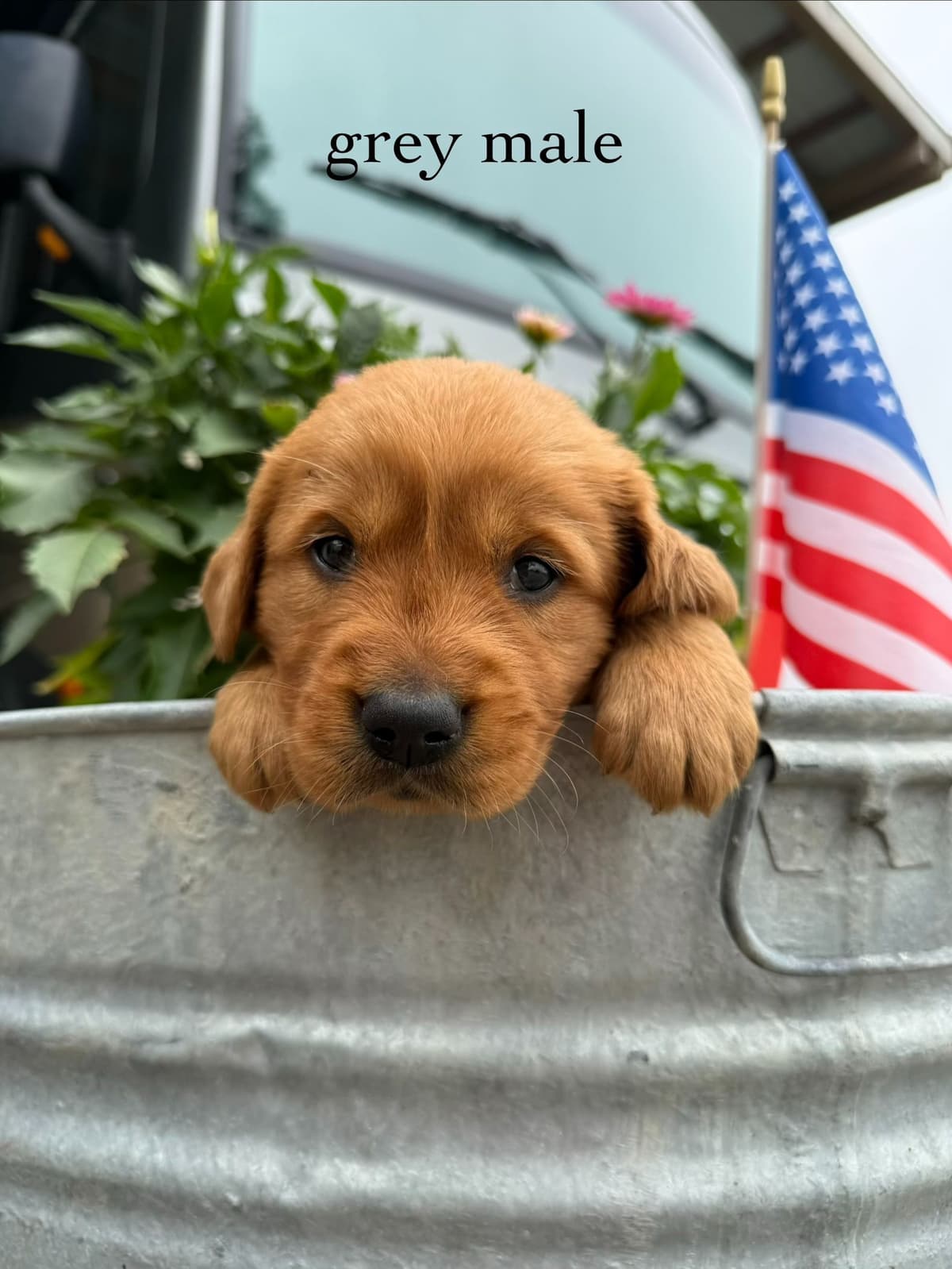 Golden Retriever Puppies breeder image 2