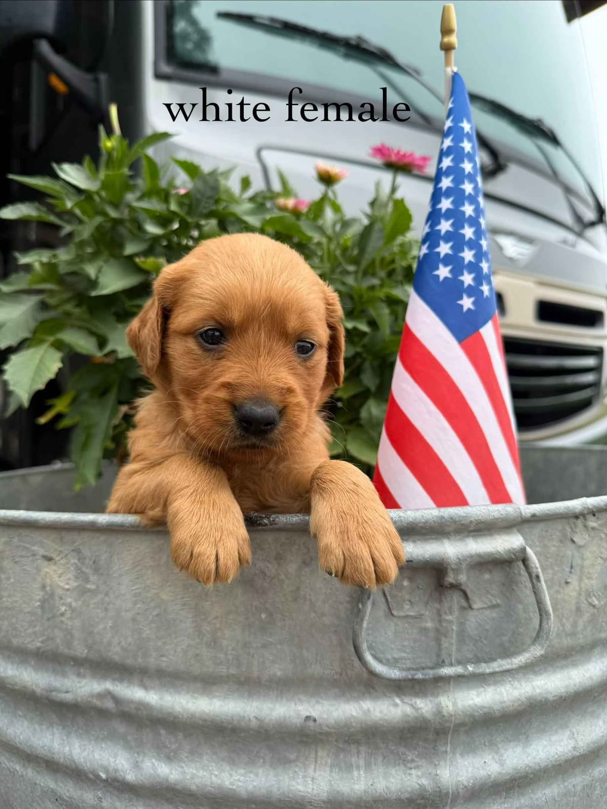 Golden Retriever Puppies breeder image 3