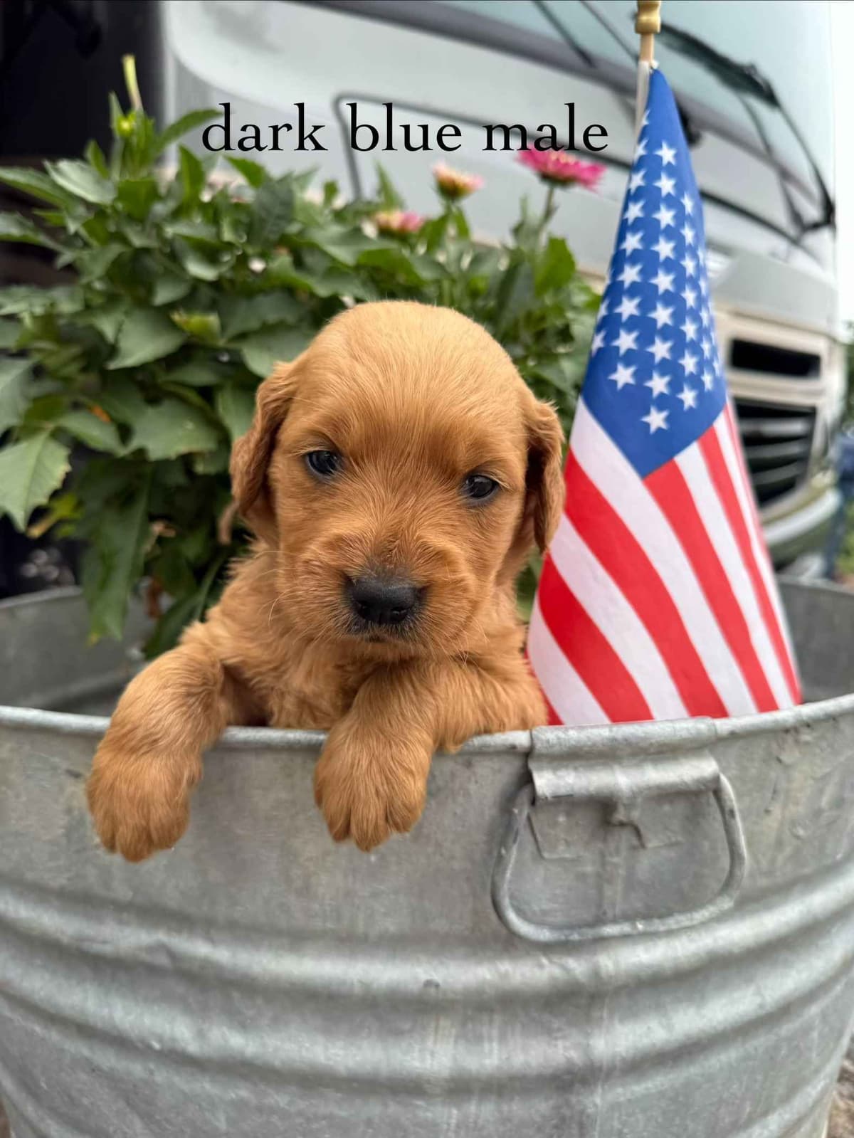 Golden Retriever Puppies breeder image 5