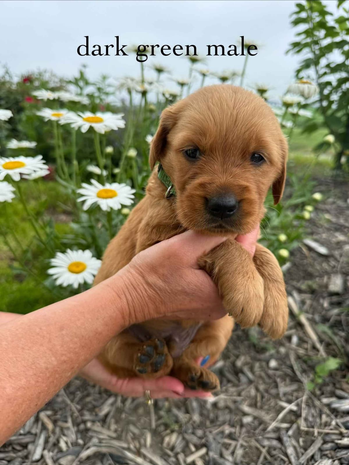 Golden Retriever Puppies breeder image 7
