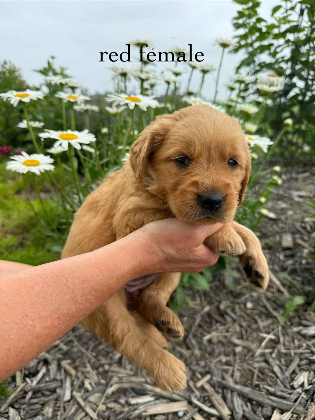 Golden Retriever Puppies breeder image 8
