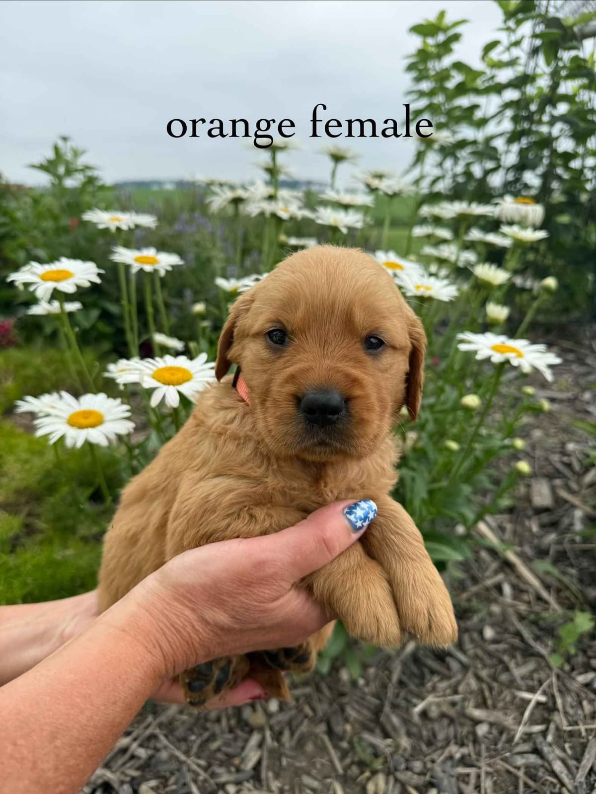 Golden Retriever Puppies breeder image 9