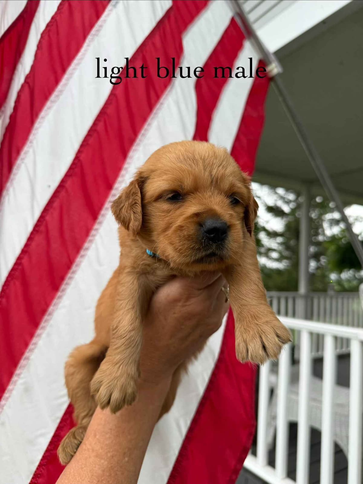 Golden Retriever Puppies breeder image 10