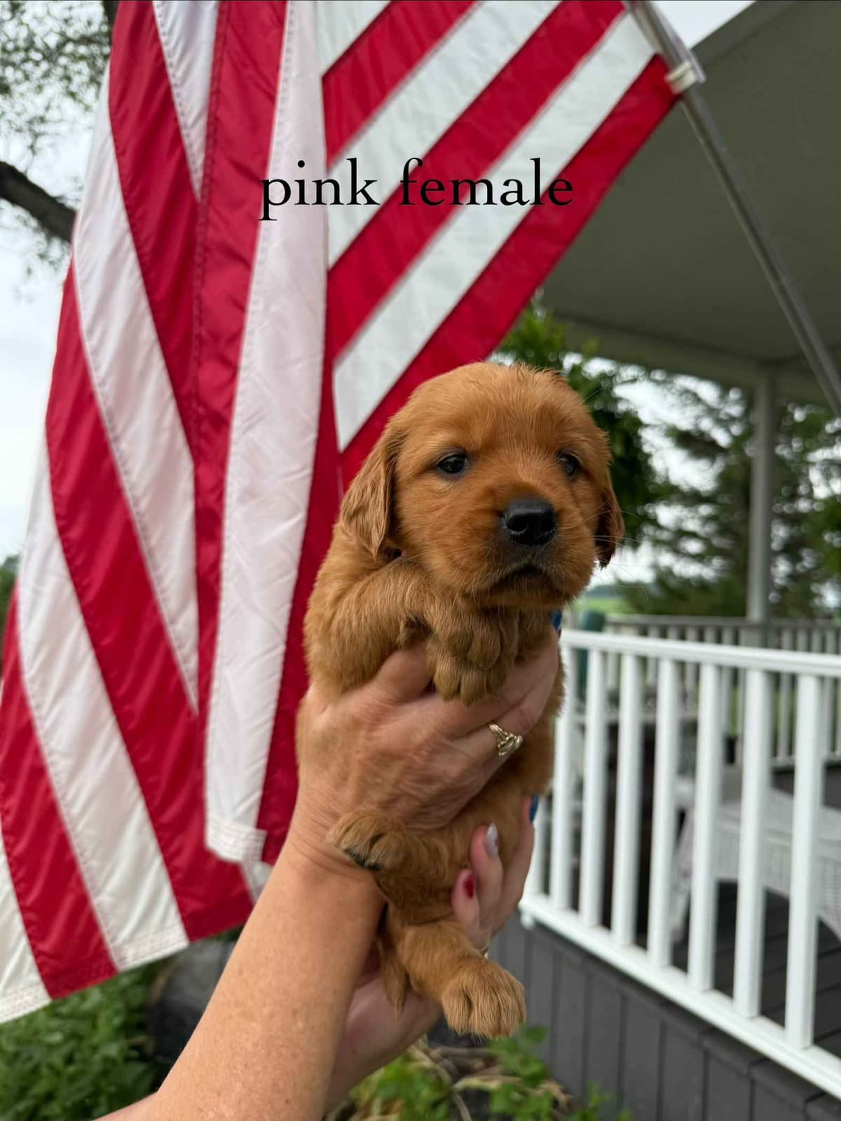 Golden Retriever Puppies breeder image 11