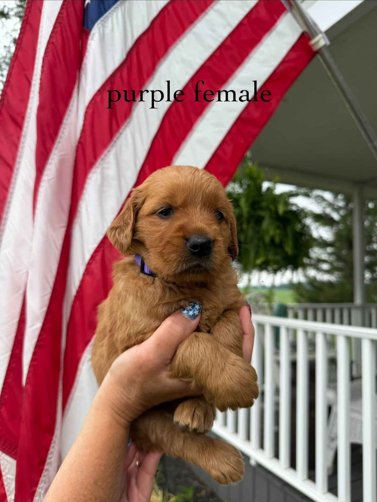 Golden Retriever Puppies breeder image 12