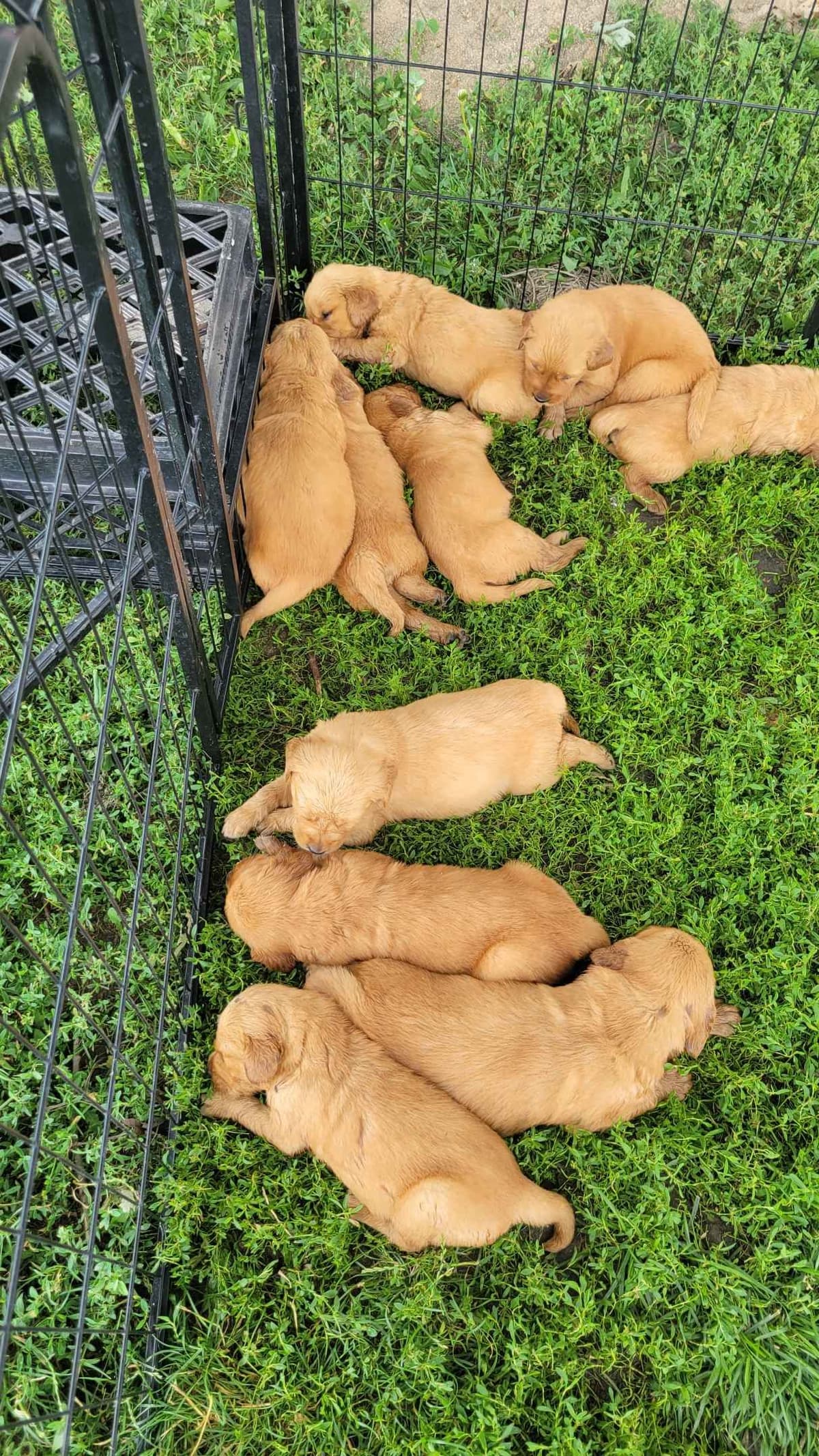 Golden Retriever Puppies breeder image 13