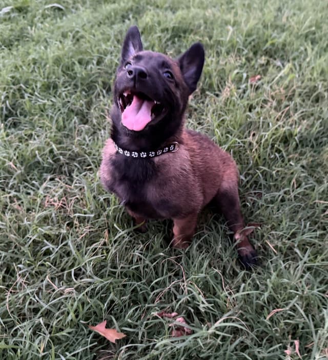 Belgian Malinois Puppies - Ready to go 6/14/2026 media 2