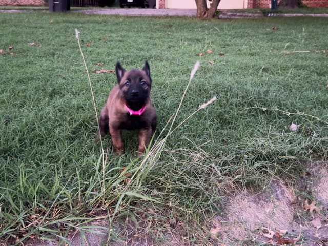Belgian Malinois Puppies - Ready to go 6/14/2026 media 3