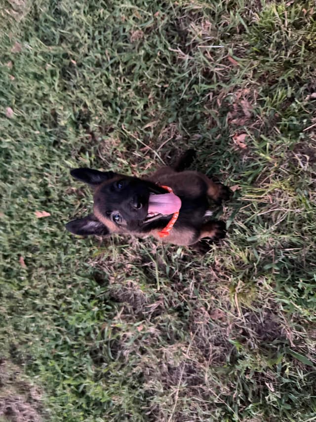 Belgian Malinois Puppies - Ready to go 6/14/2026 media 5