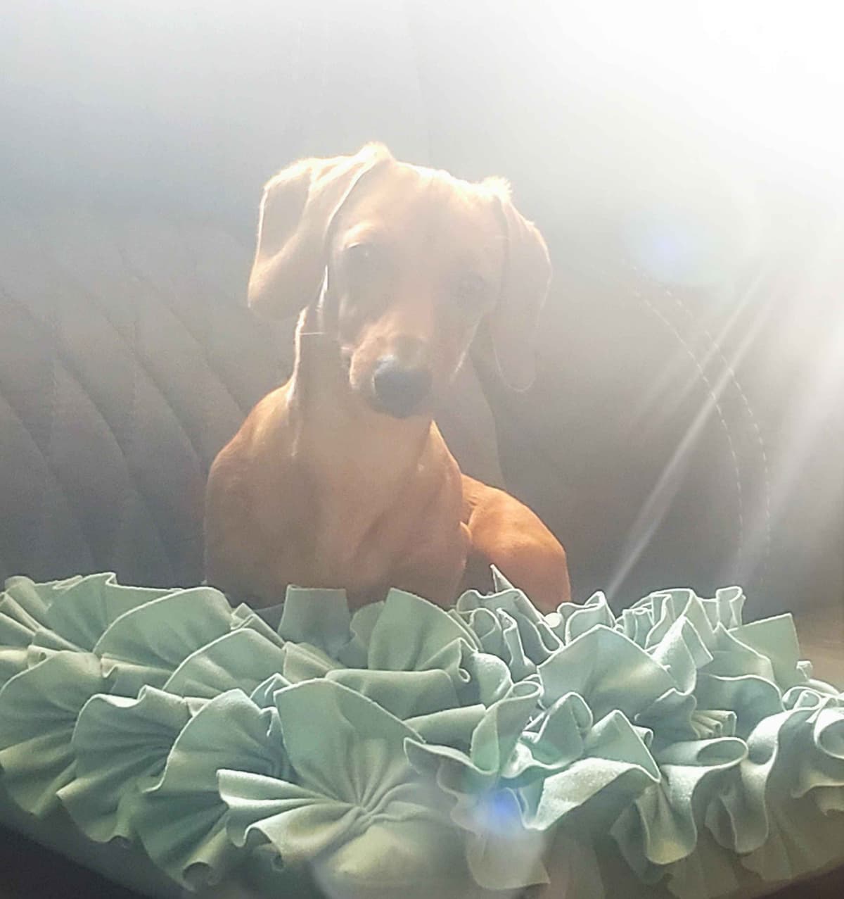 MINIATURE Dachshund Puppies breeder image 1