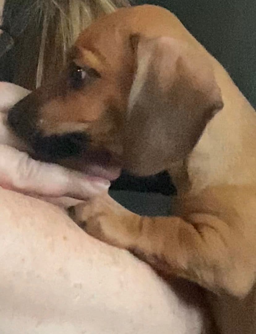 MINIATURE Dachshund Puppies breeder image 2