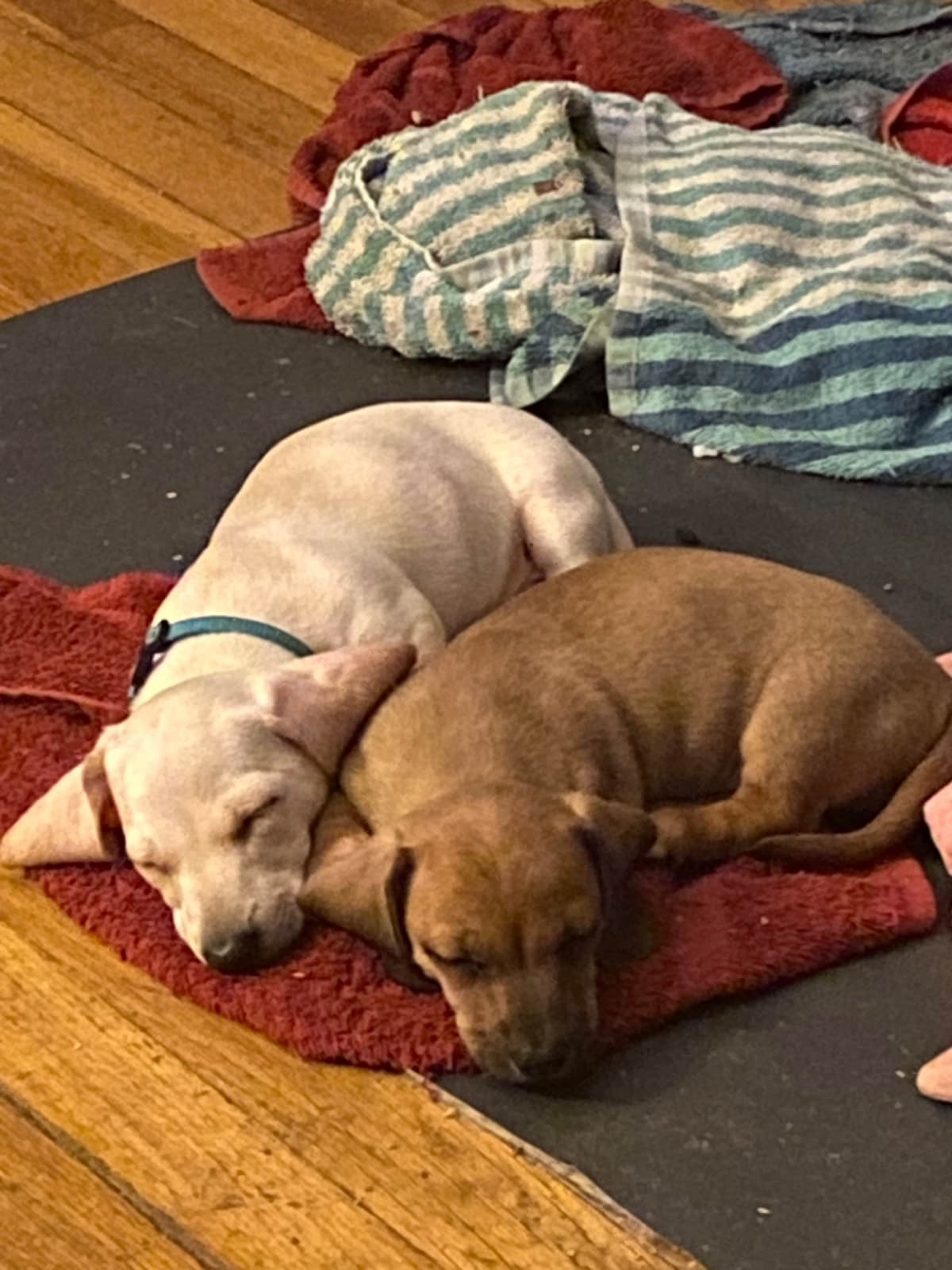 MINIATURE Dachshund Puppies breeder image 3