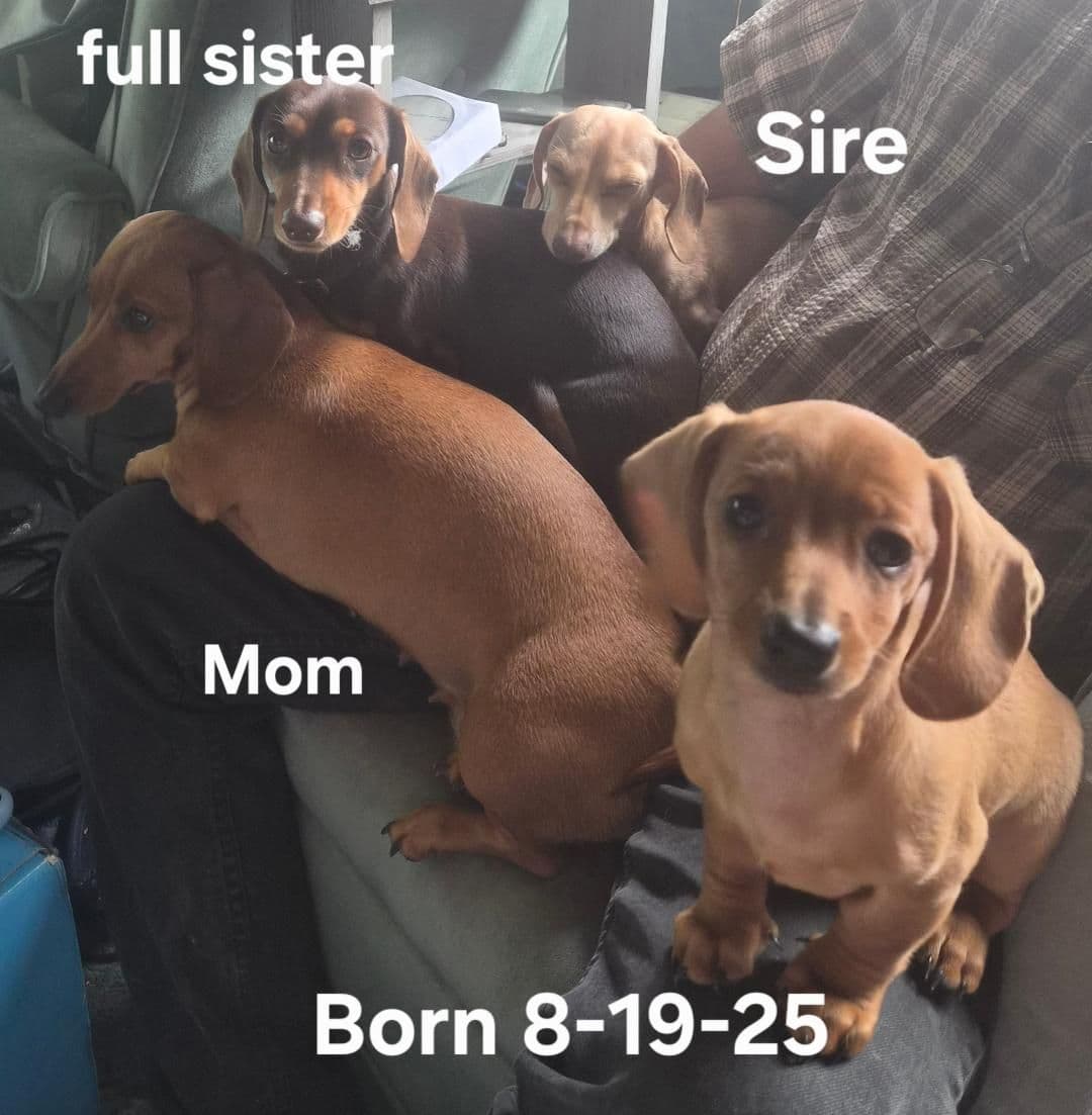 MINIATURE Dachshund Puppies breeder image 5