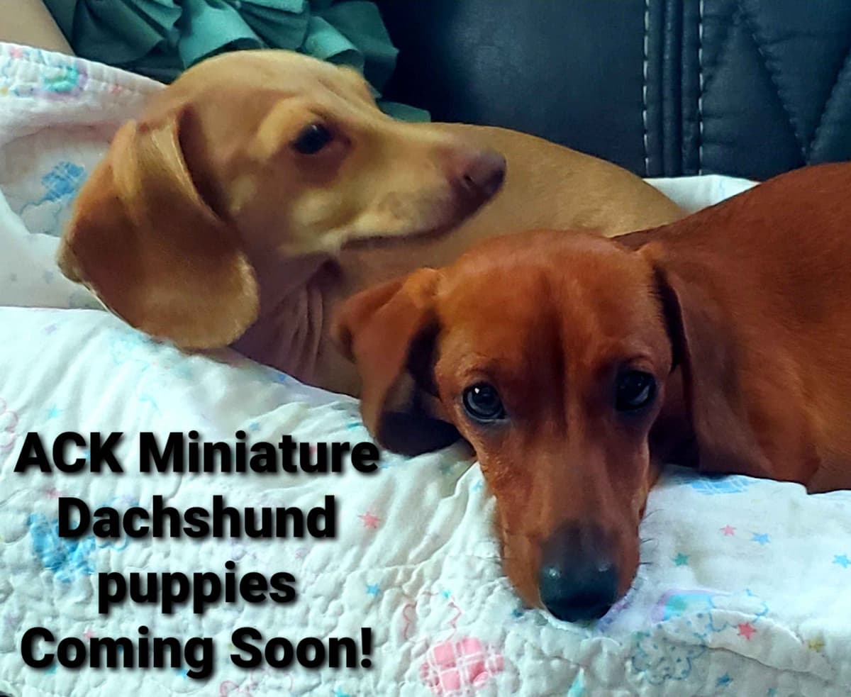 MINIATURE Dachshund Puppies breeder image 6