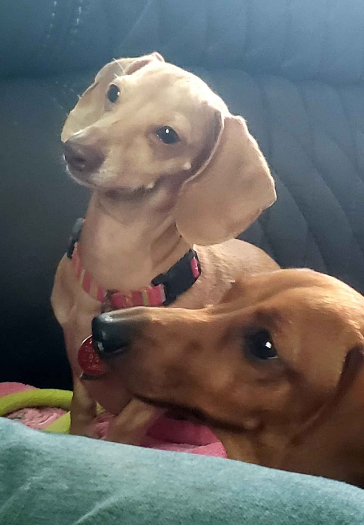MINIATURE Dachshund Puppies breeder image 7