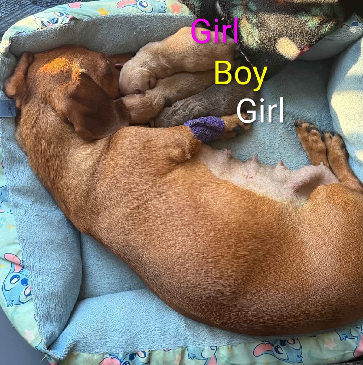 MINIATURE Dachshund Puppies breeder image 9