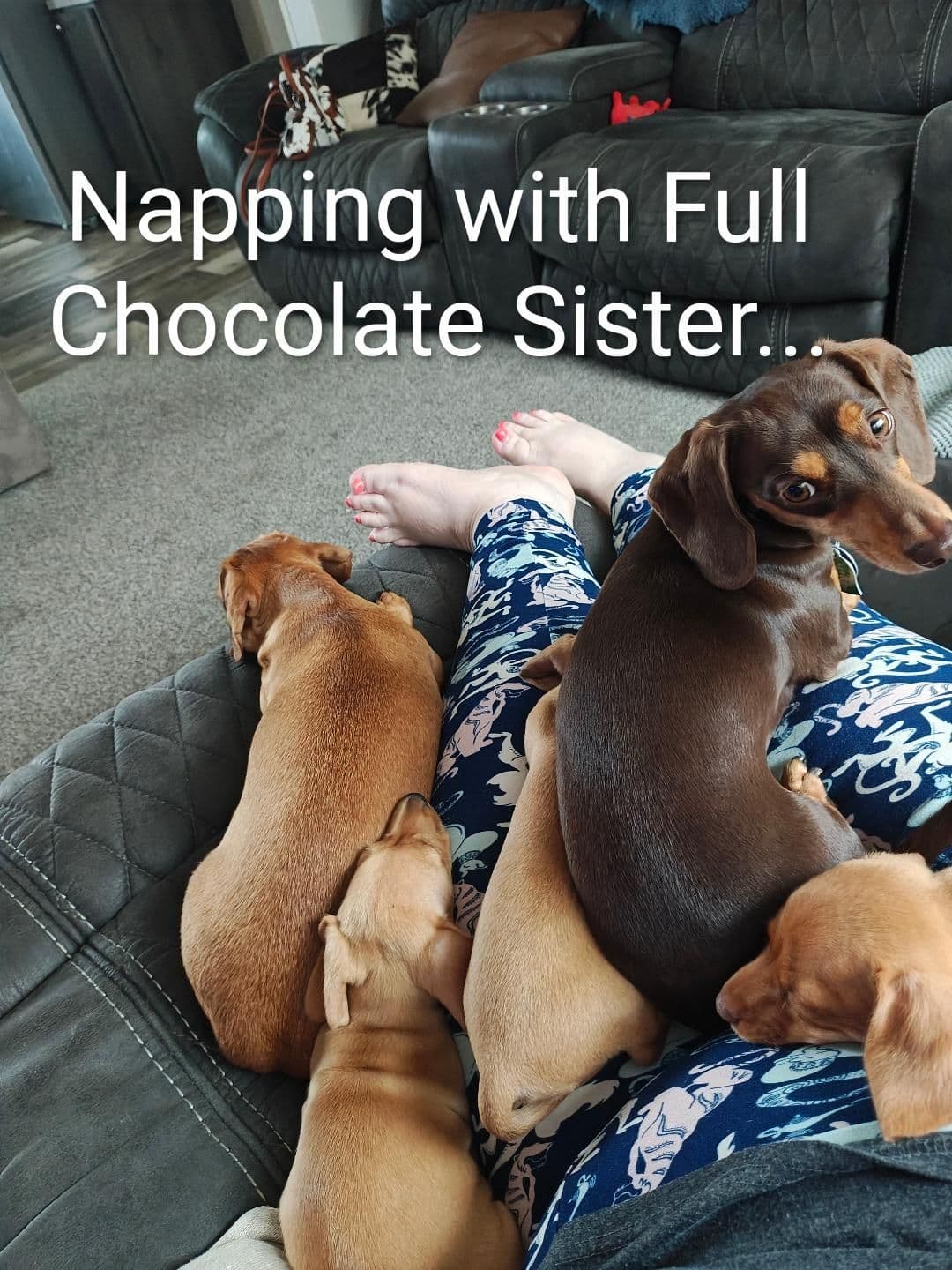 MINIATURE Dachshund Puppies breeder image 12