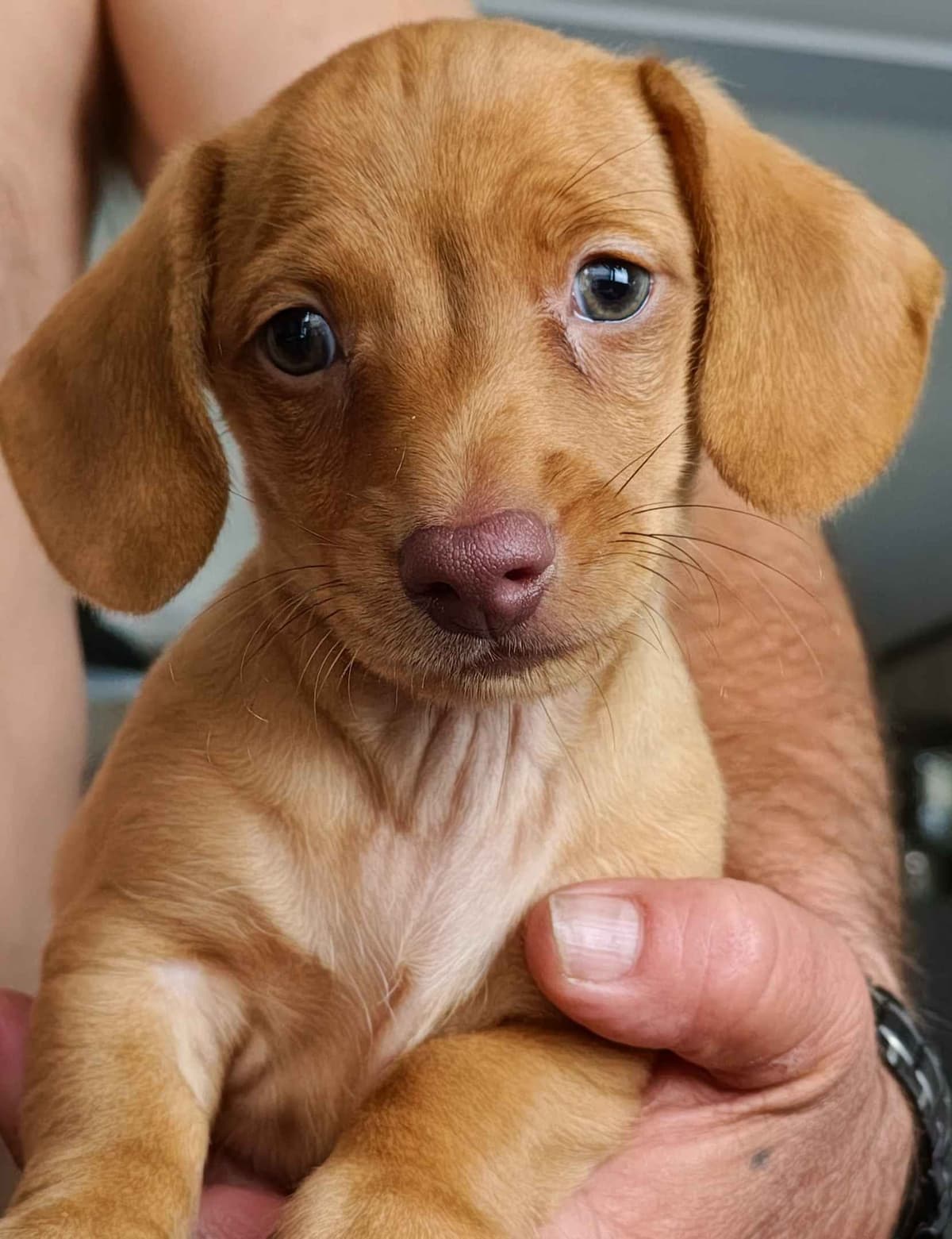 MINIATURE Dachshund Puppies breeder image 13