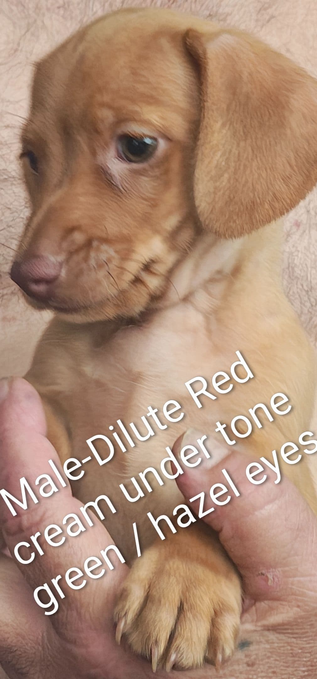 MINIATURE Dachshund Puppies breeder image 14