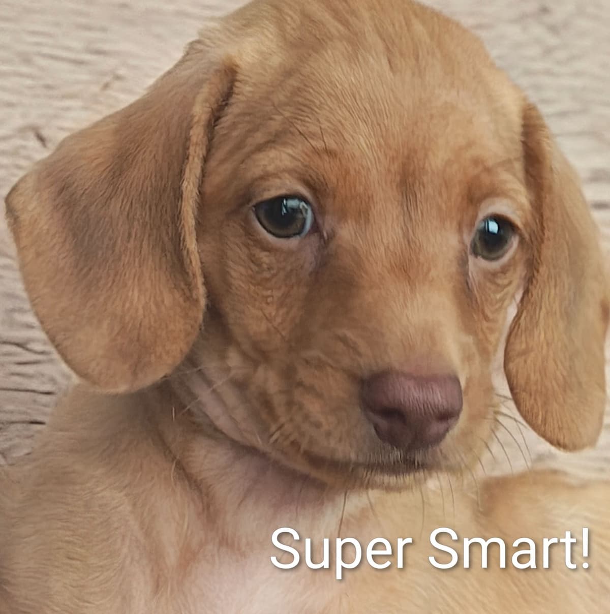 MINIATURE Dachshund Puppies breeder image 15