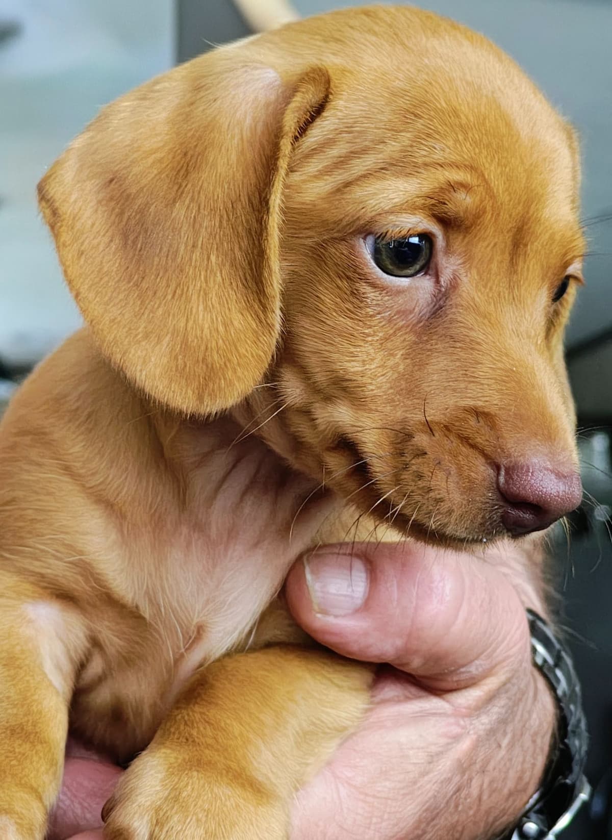 MINIATURE Dachshund Puppies breeder image 16