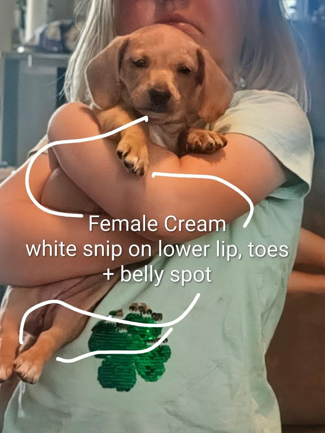 MINIATURE Dachshund Puppies breeder image 18