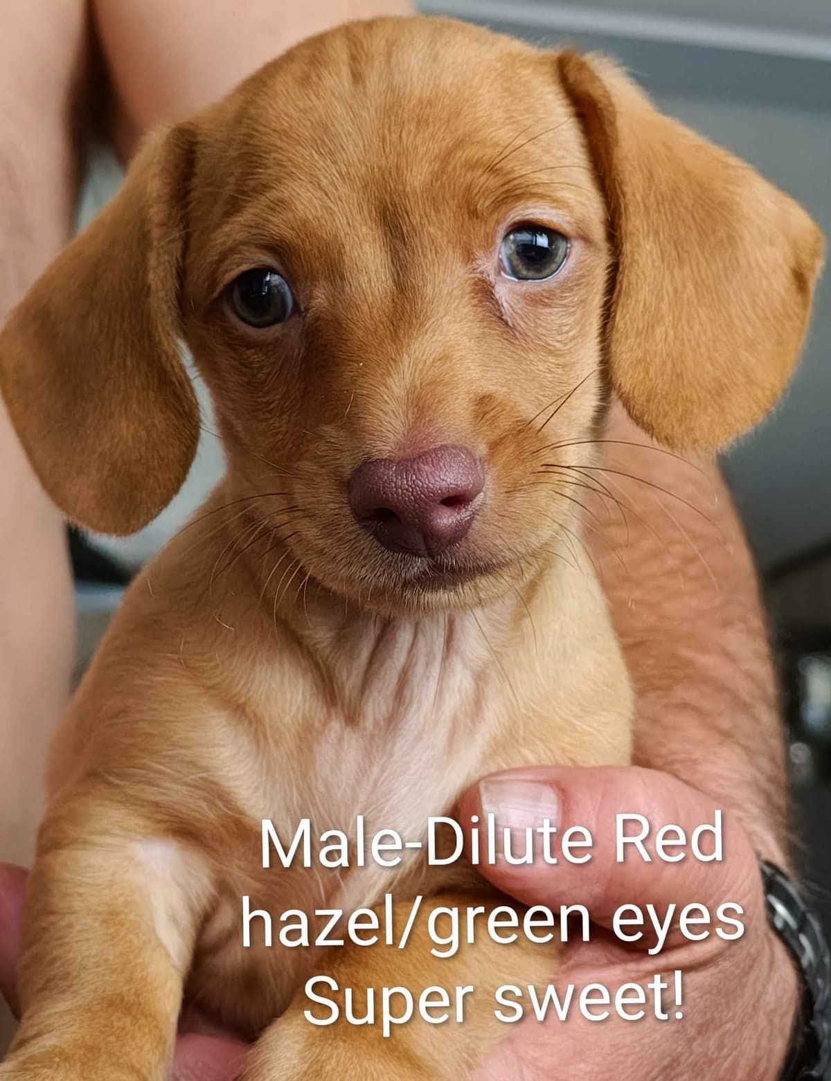 MINIATURE Dachshund Puppies breeder image 21
