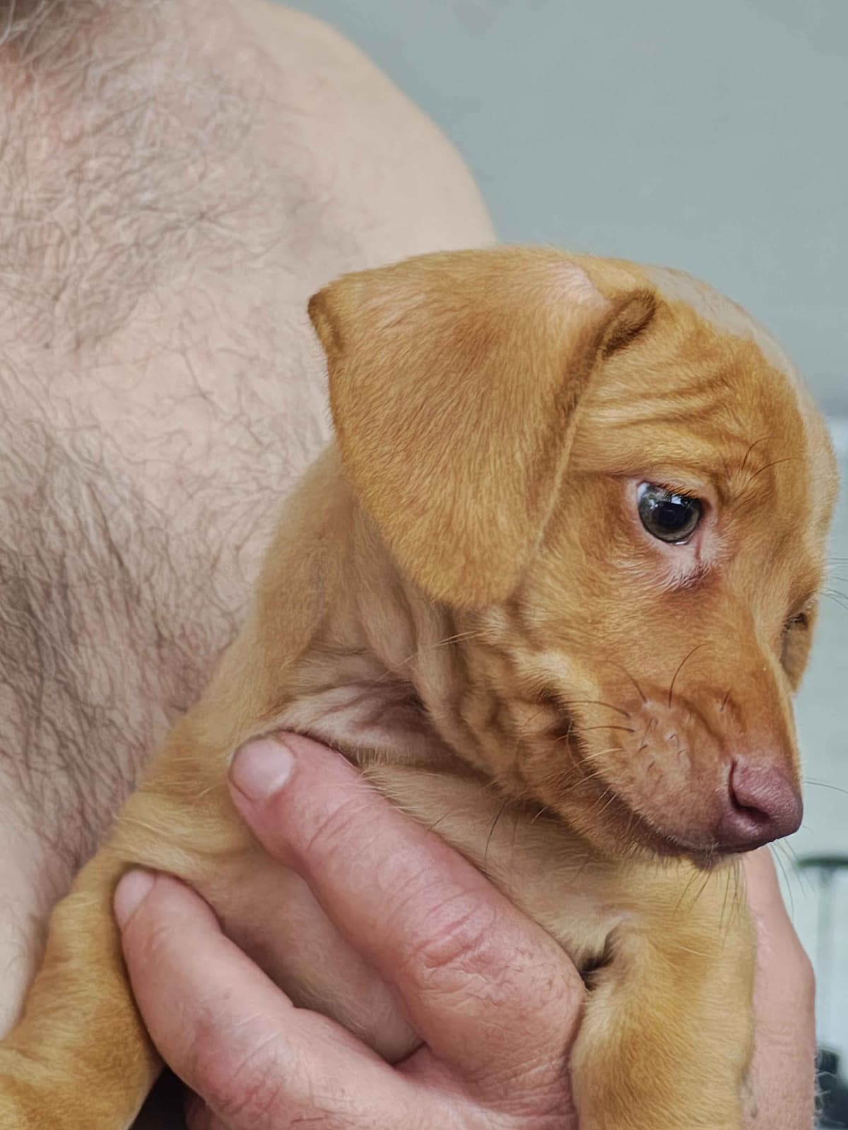 MINIATURE Dachshund Puppies breeder image 23