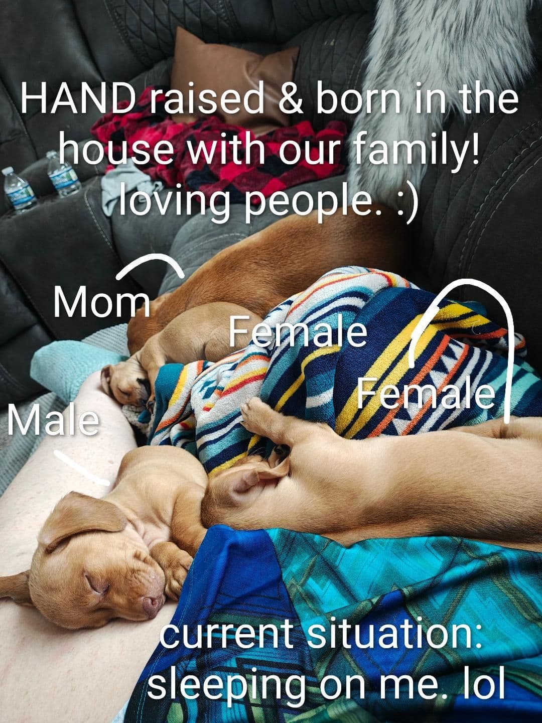 MINIATURE Dachshund Puppies breeder image 24