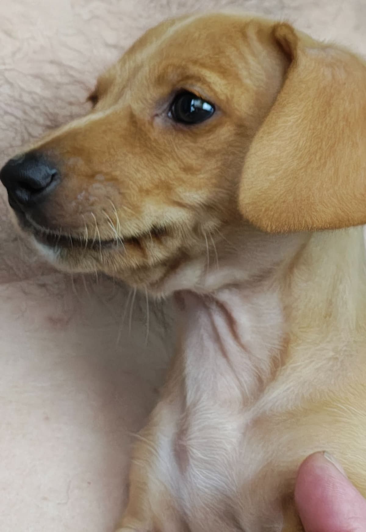 MINIATURE Dachshund Puppies breeder image 28