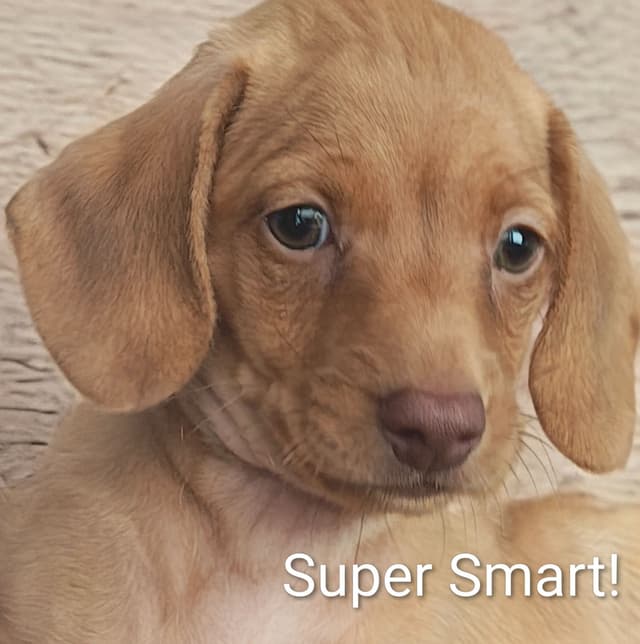 MINIATURE Dachshund Puppies media 6