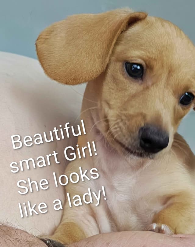 MINIATURE Dachshund Puppies media 10
