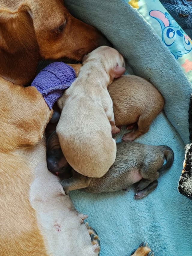 MINIATURE Dachshund Puppies media 14