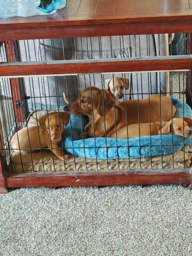 MINIATURE Dachshund Puppies media 15