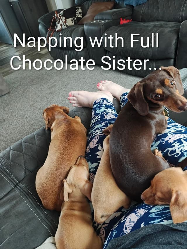 MINIATURE Dachshund Puppies media 16