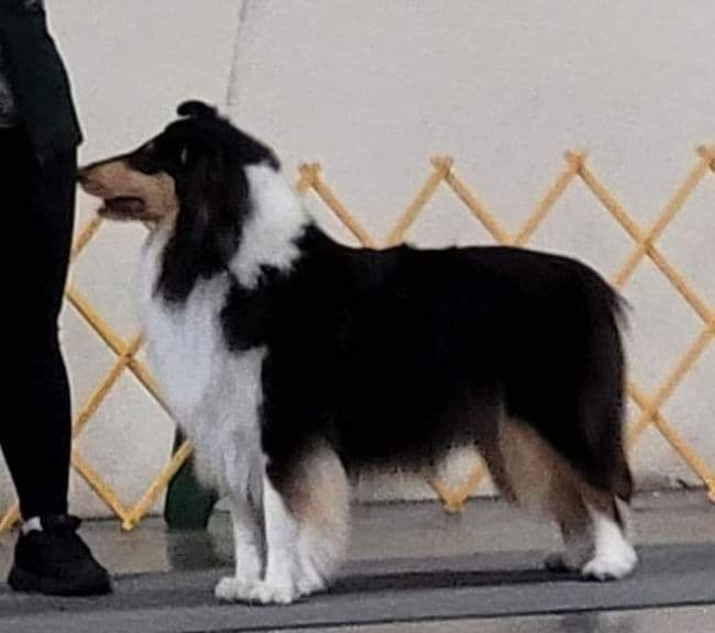 Collie Puppies breeder image 2