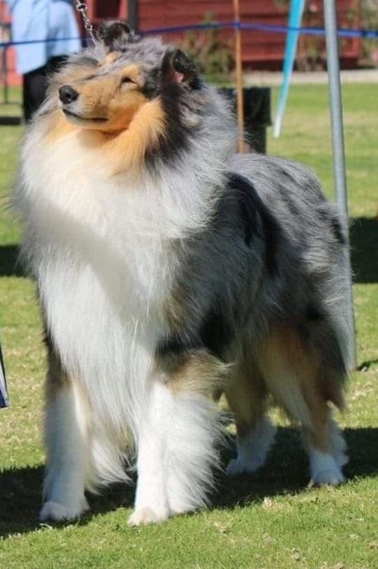 Collie Puppies breeder image 1